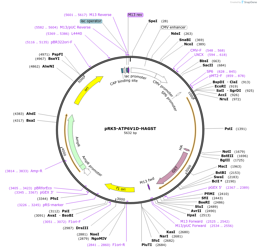 87932-plasmid-map-sequence-id-177654
