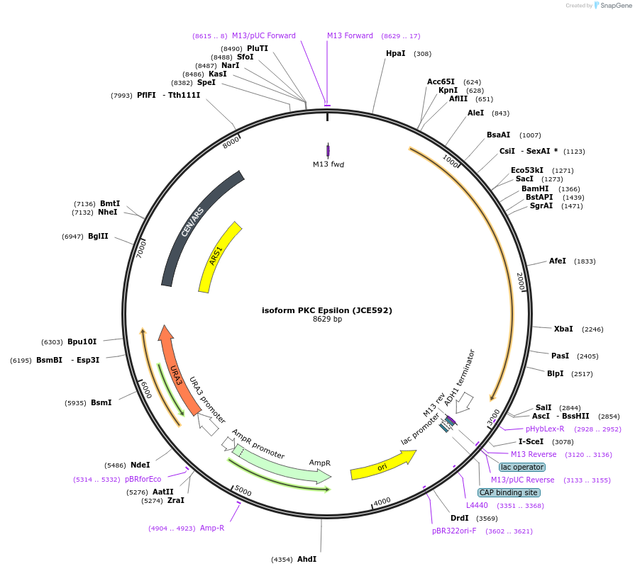 89776-plasmid-map-sequence-id-177666