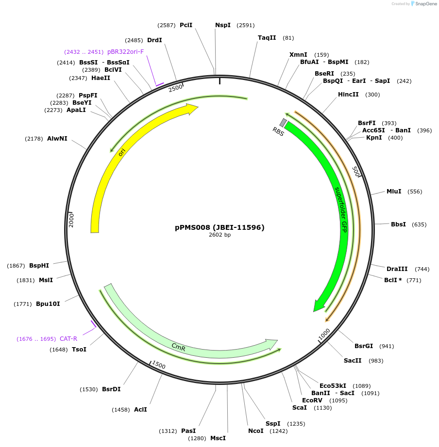 87957-plasmid-map-sequence-id-177670