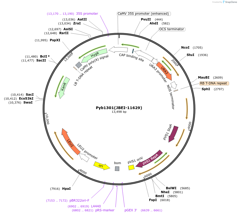 87959-plasmid-map-sequence-id-177671