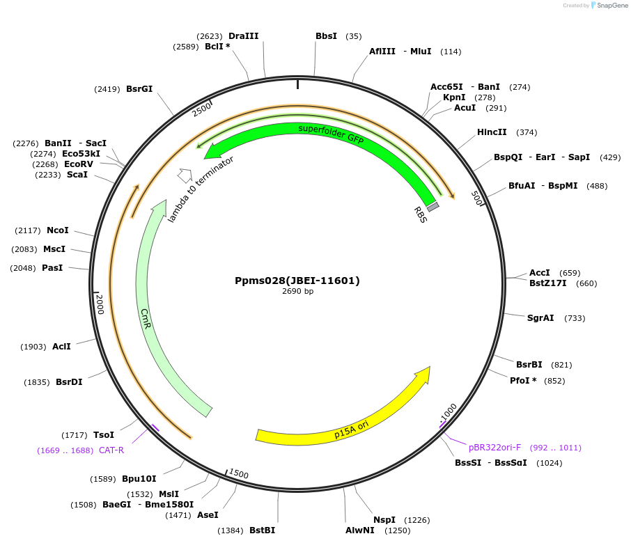 87958-plasmid-map-sequence-id-177673