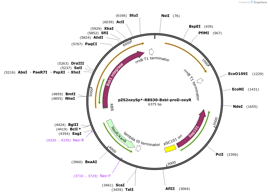 78211-plasmid-map-sequence-id-177674