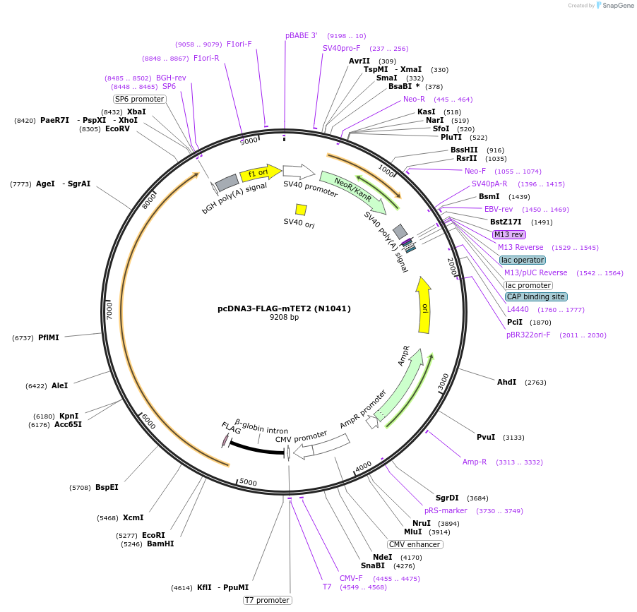 89737-plasmid-map-sequence-id-177683