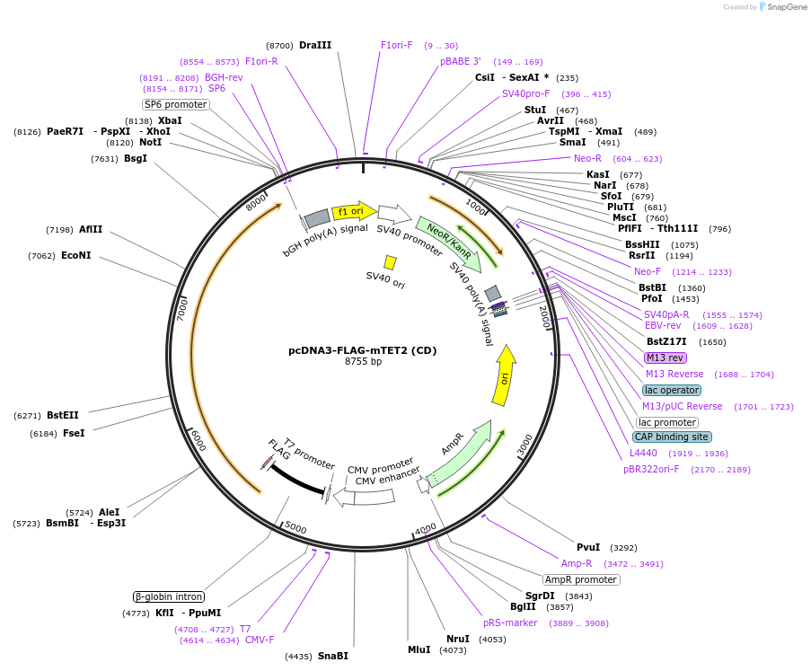 89736-plasmid-map-sequence-id-177684