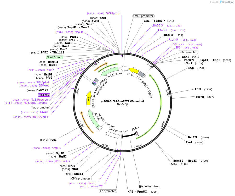 89896-plasmid-map-sequence-id-177686