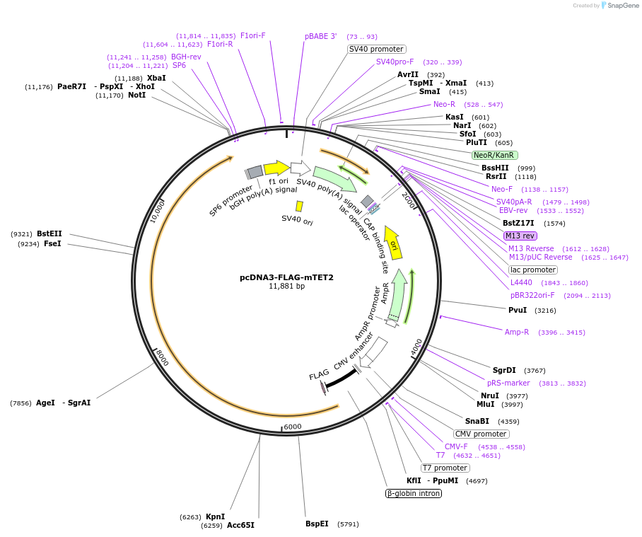 89735-plasmid-map-sequence-id-177687