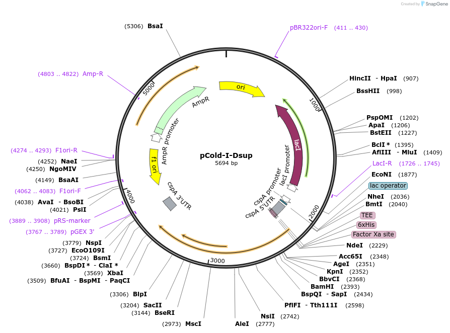 90021-plasmid-map-sequence-id-177698