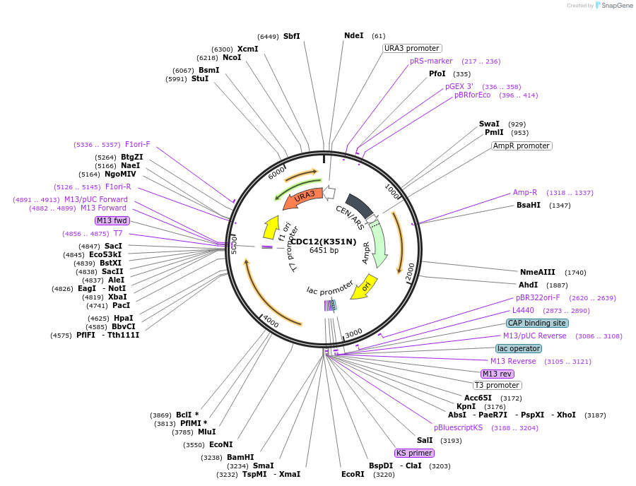 1163-plasmid-map-sequence-id-177701