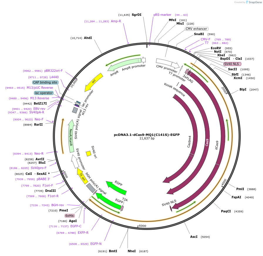 89635-plasmid-map-sequence-id-177703