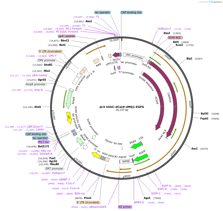 89794-plasmid-map-sequence-id-177707