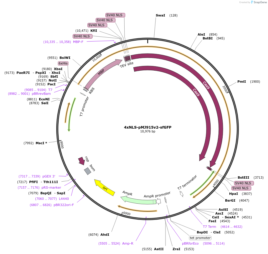 88921-plasmid-map-sequence-id-177716