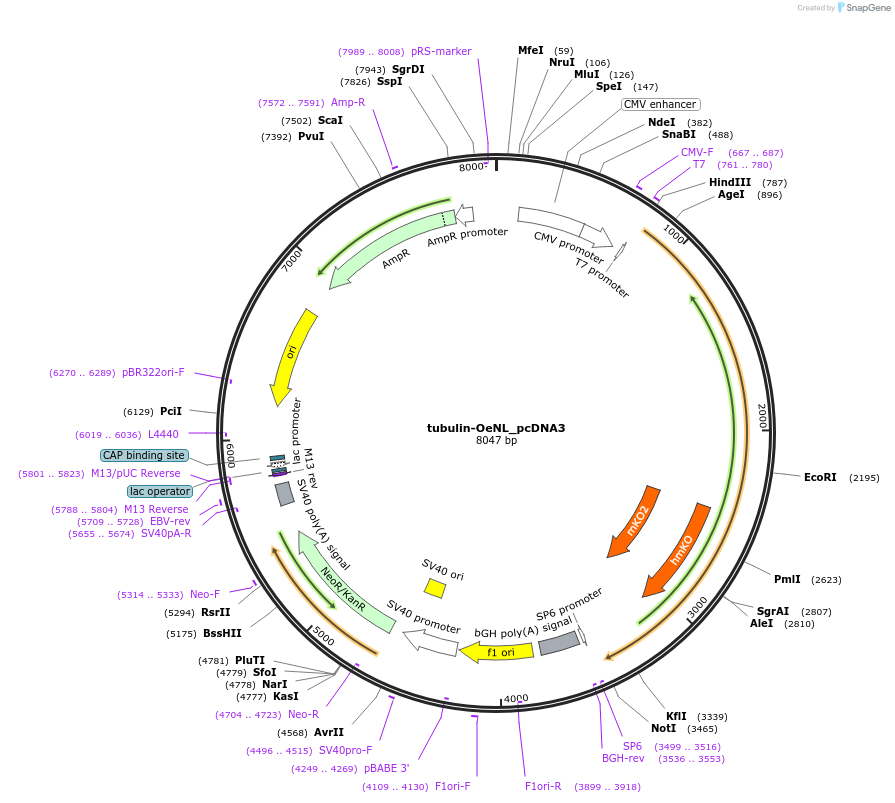 89523-plasmid-map-sequence-id-177724