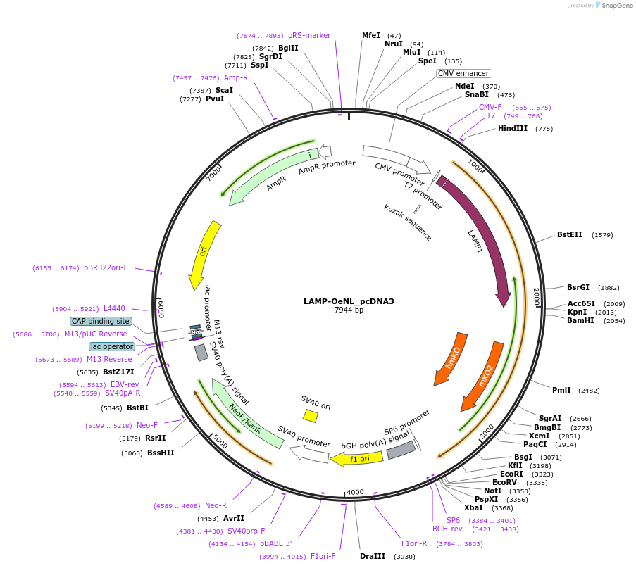 89525-plasmid-map-sequence-id-177726