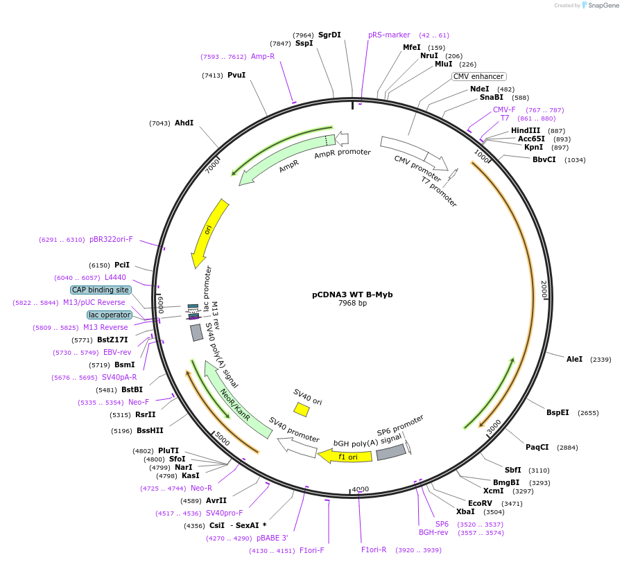 25965-plasmid-map-sequence-id-177731