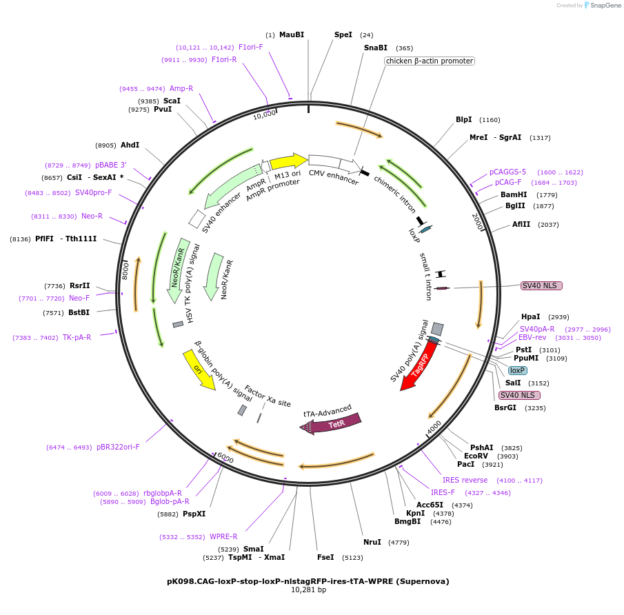 85179-plasmid-map-sequence-id-177733