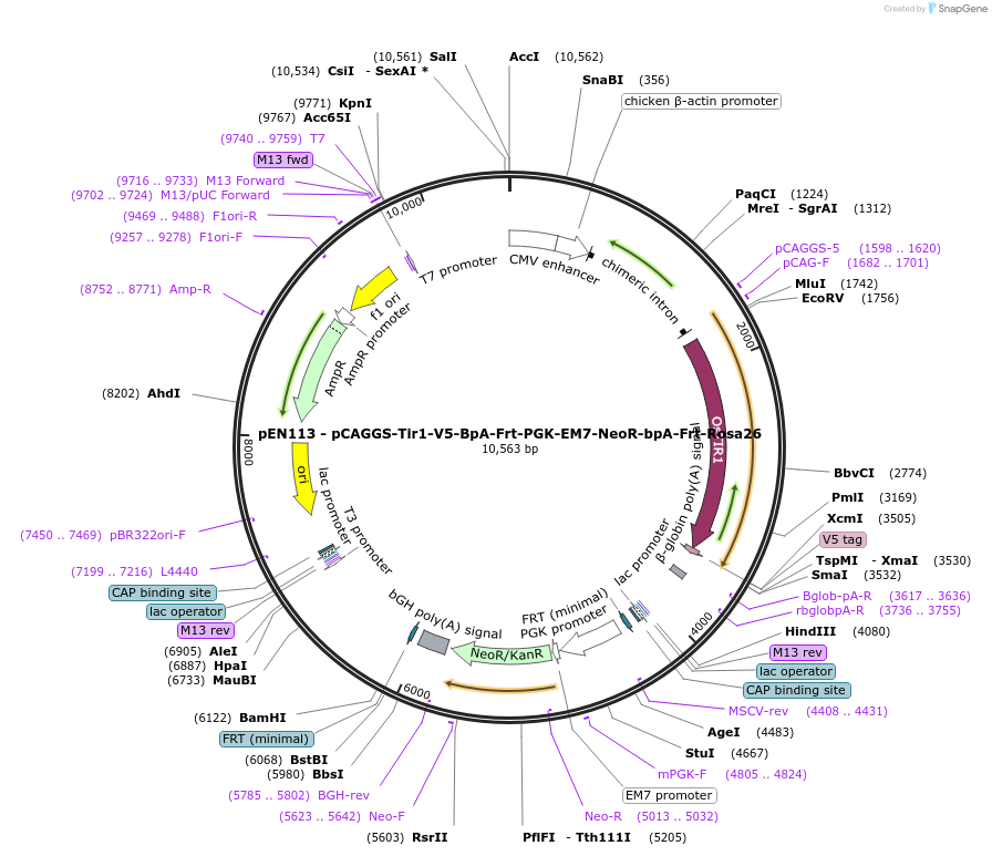 86233-plasmid-map-sequence-id-177753