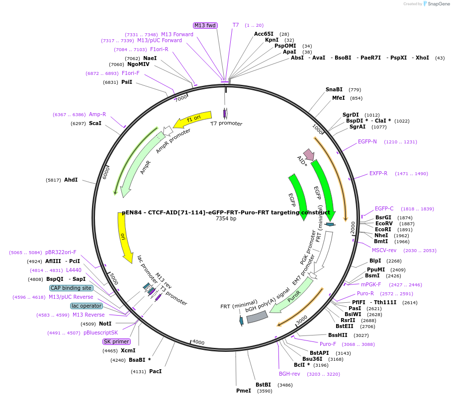 86230-plasmid-map-sequence-id-177754