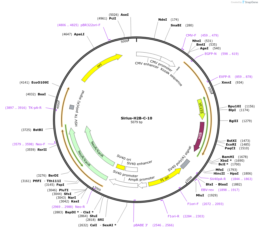 55226-plasmid-map-sequence-id-177757