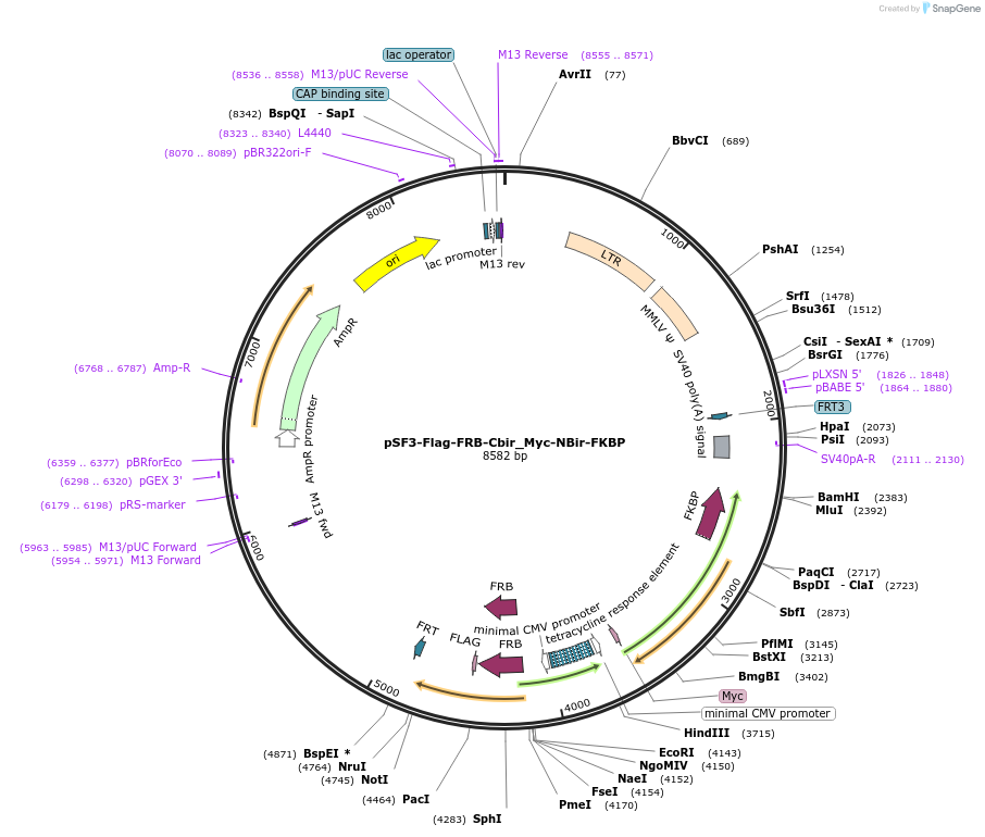 90008-plasmid-map-sequence-id-177762