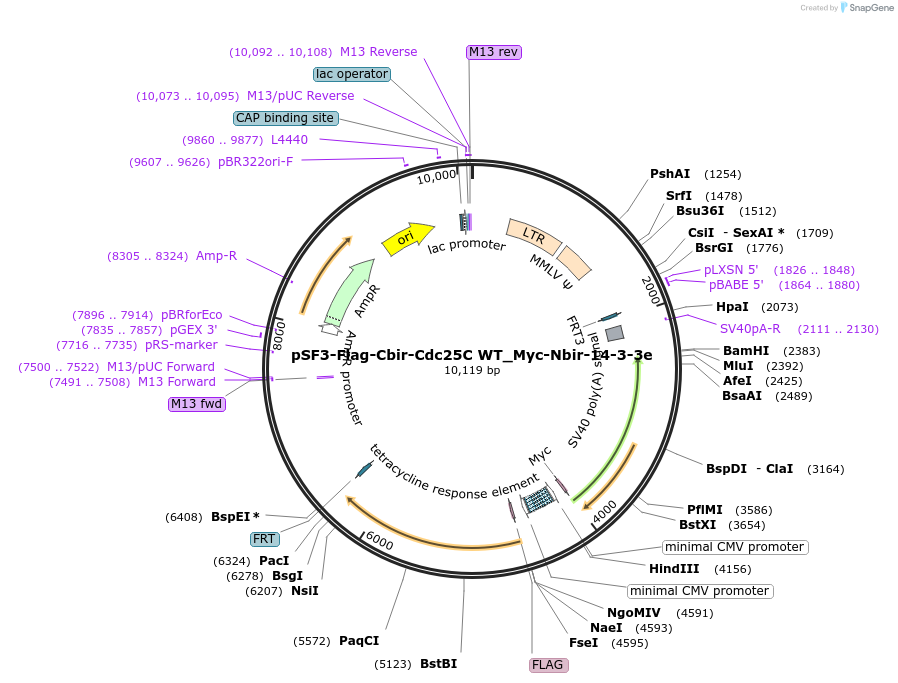 90010-plasmid-map-sequence-id-177766