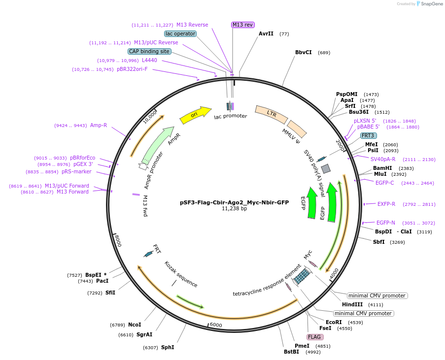90015-plasmid-map-sequence-id-177773