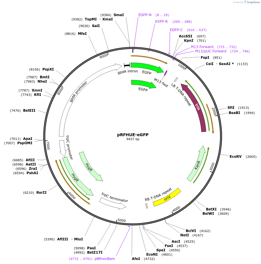 89469-plasmid-map-sequence-id-177774