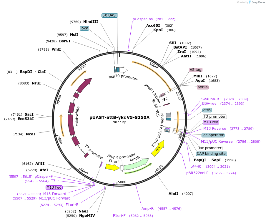 85618-plasmid-map-sequence-id-177789