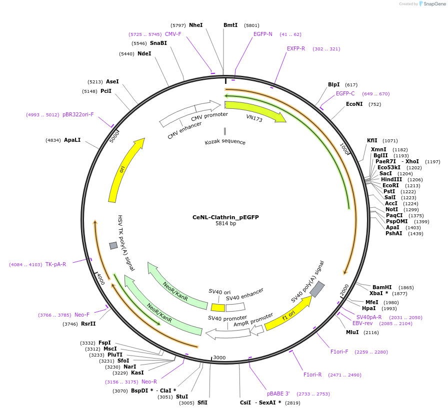 89540-plasmid-map-sequence-id-177790