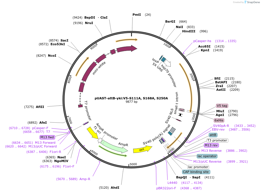 85620-plasmid-map-sequence-id-177800