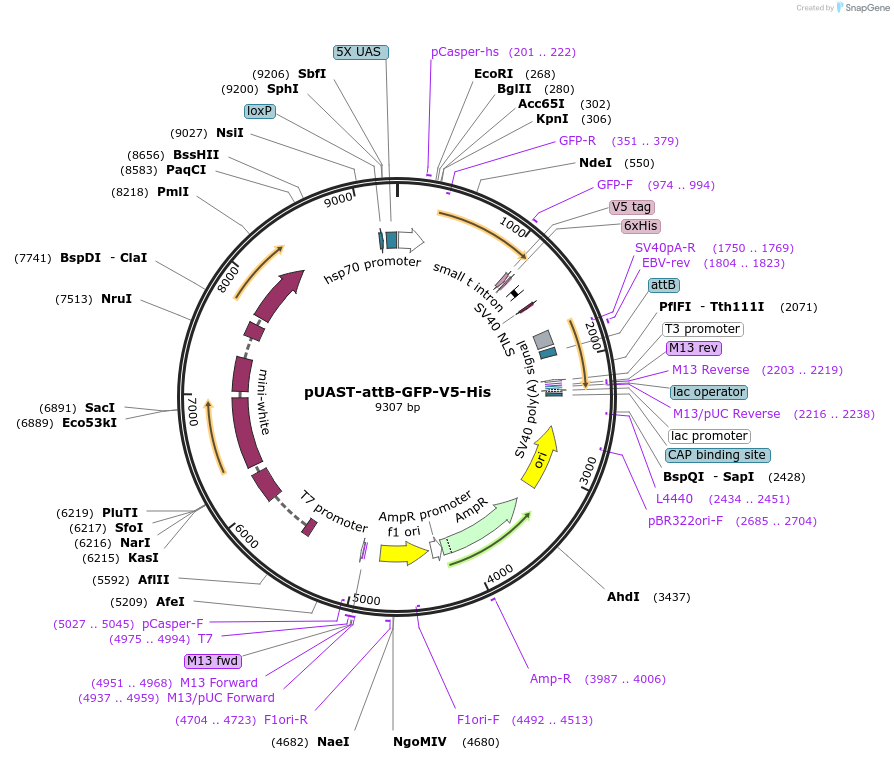 85621-plasmid-map-sequence-id-177801