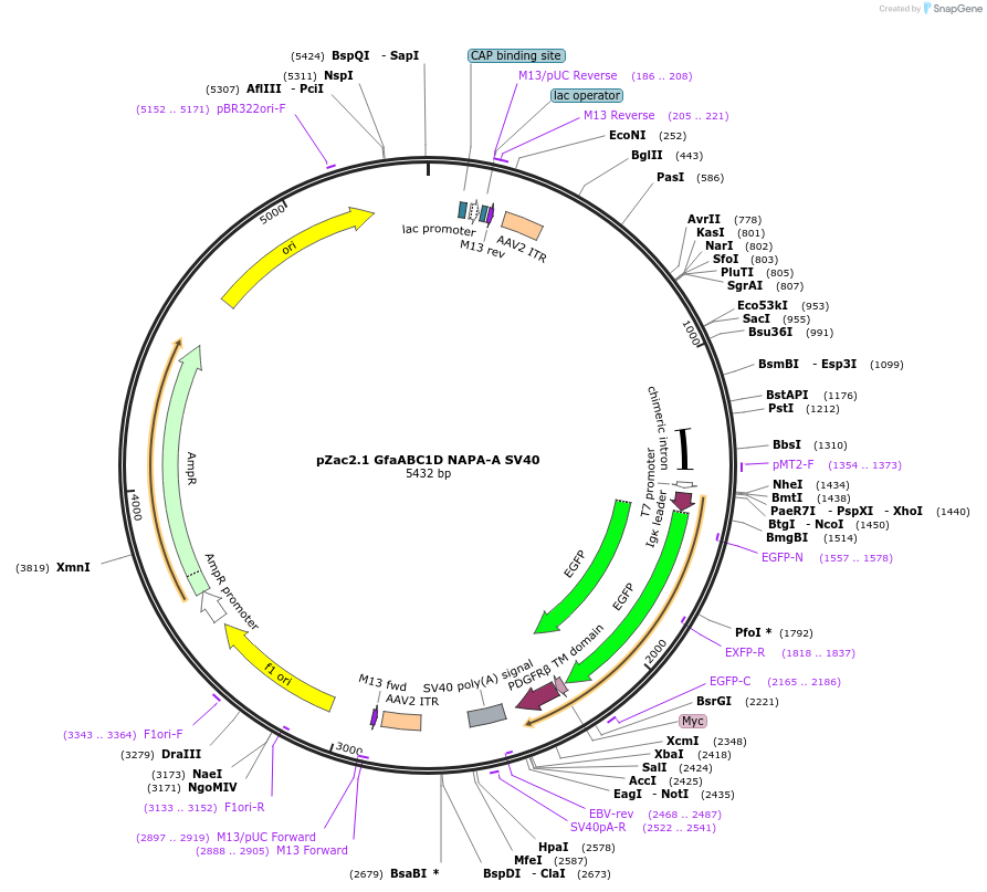 92281-plasmid-map-sequence-id-177814