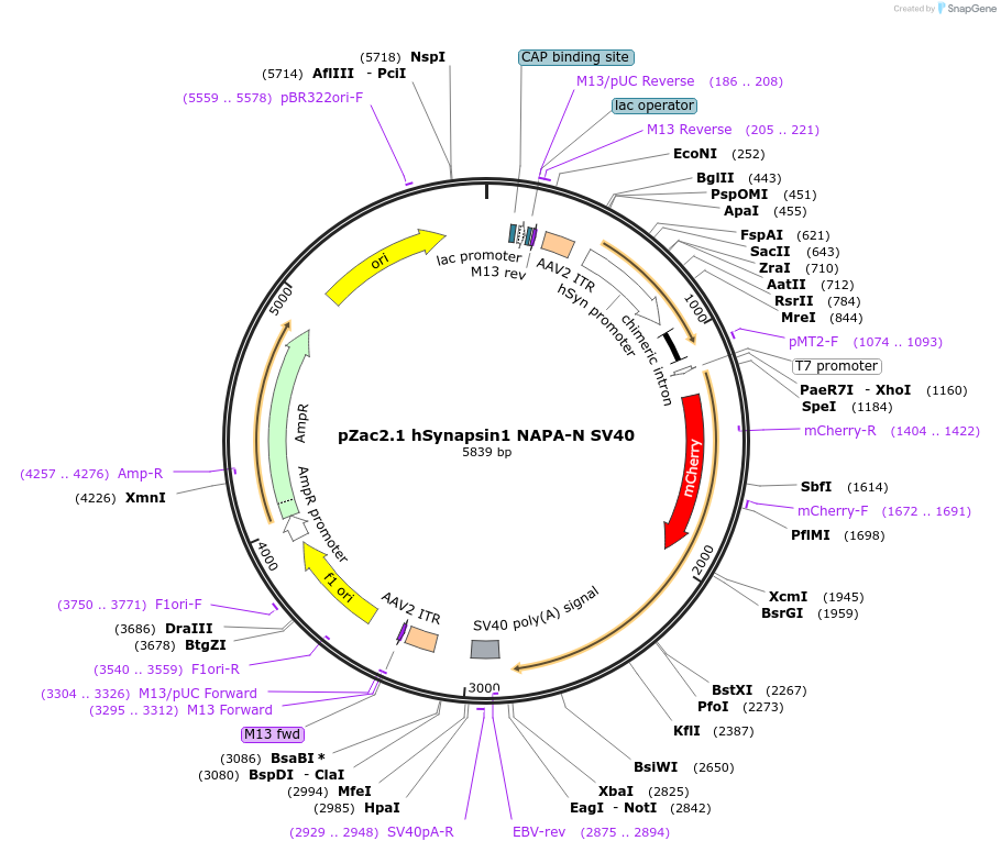 92282-plasmid-map-sequence-id-177817