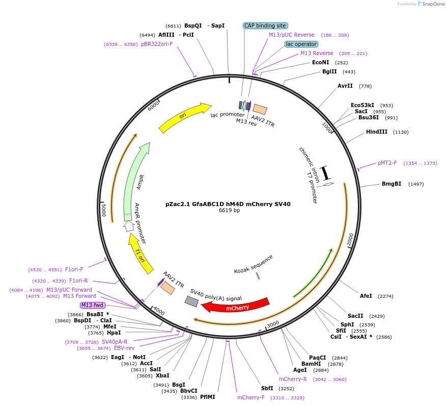 92286-plasmid-map-sequence-id-177827