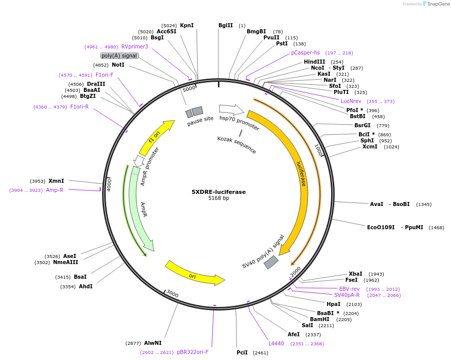 85623-plasmid-map-sequence-id-177830
