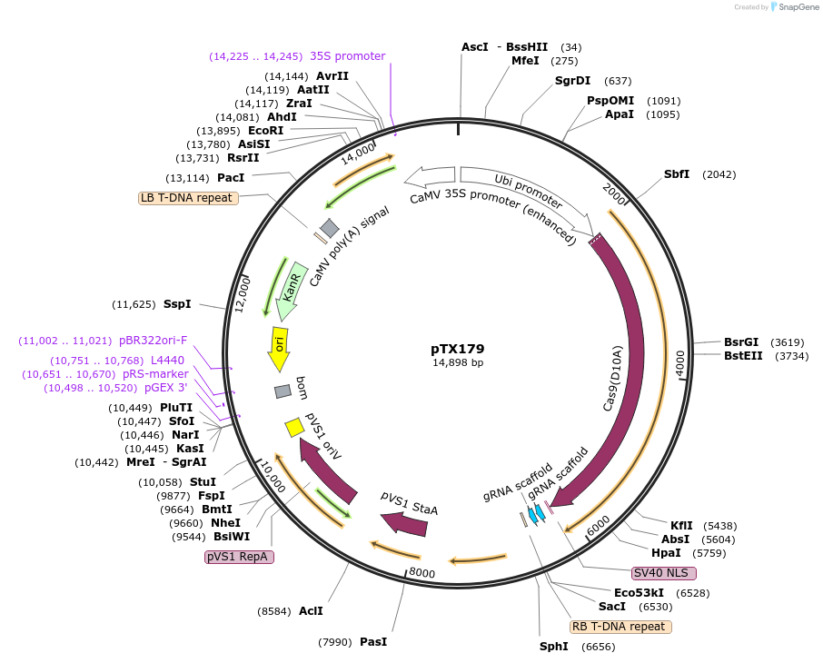 89261-plasmid-map-sequence-id-177835