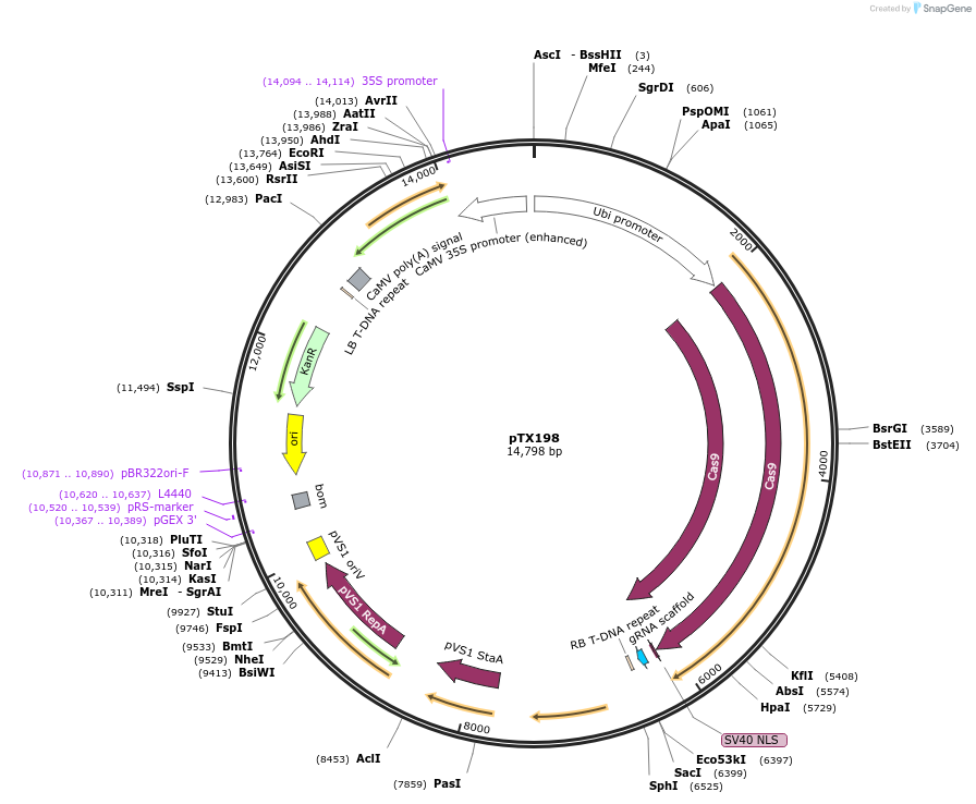89262-plasmid-map-sequence-id-177836