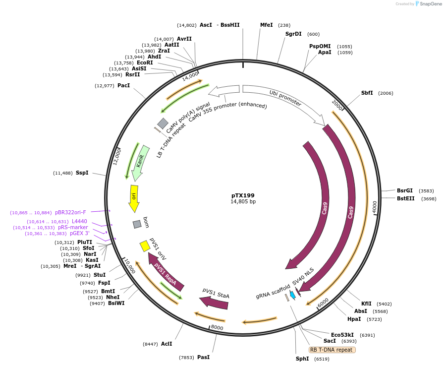89263-plasmid-map-sequence-id-177838