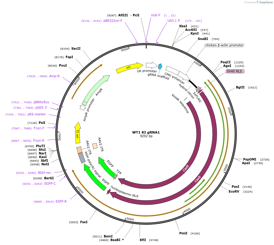 92312-plasmid-map-sequence-id-177856