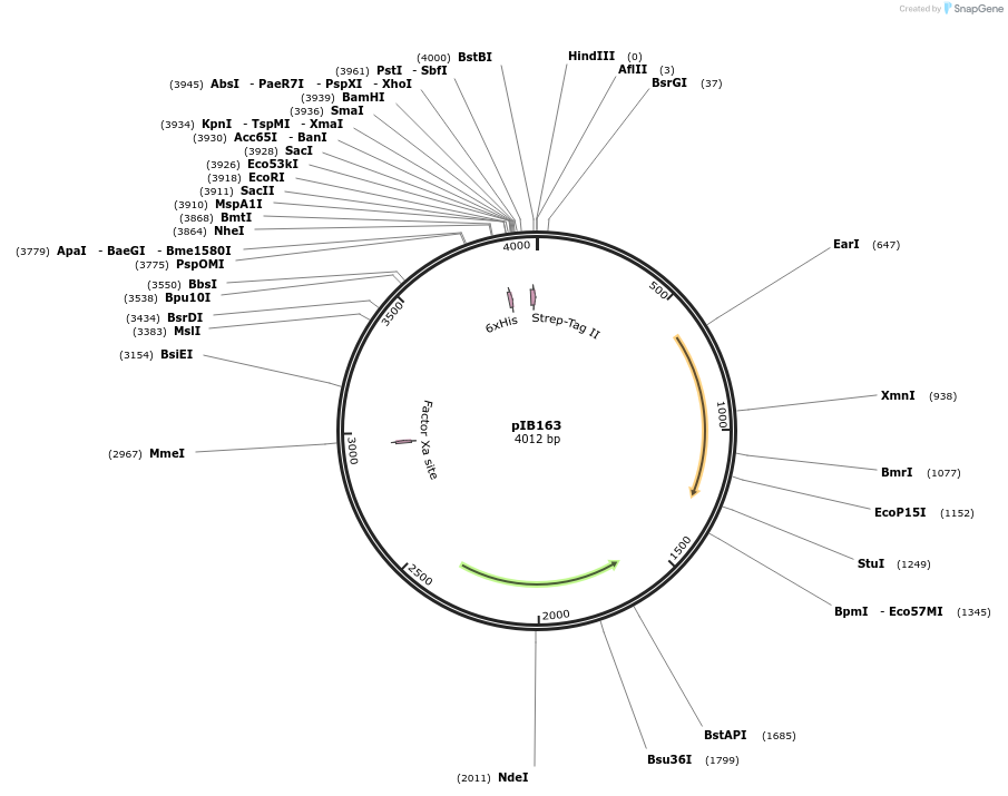 90186-plasmid-map-sequence-id-177890