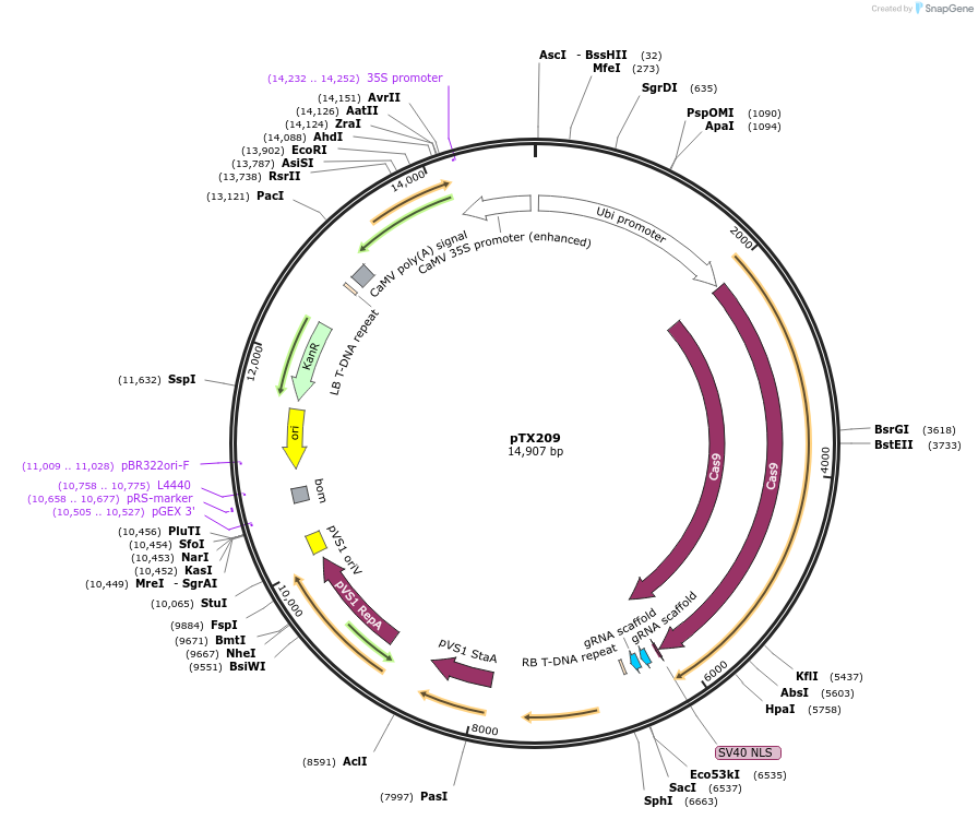 89269-plasmid-map-sequence-id-177895