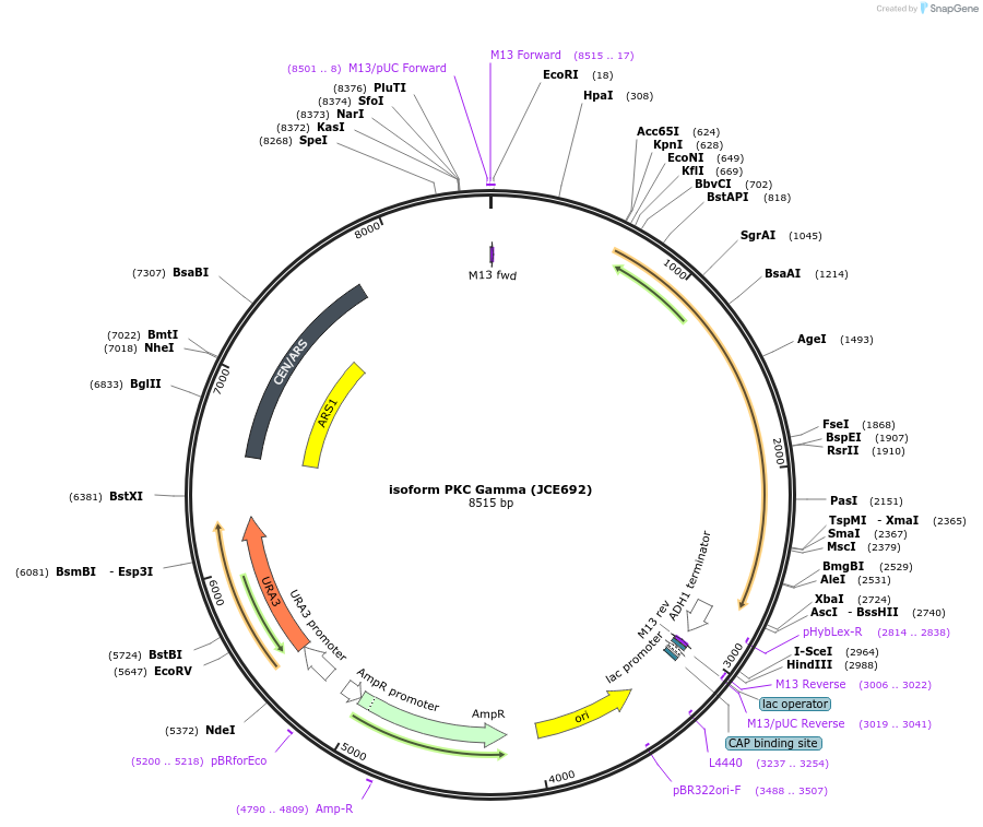 89780-plasmid-map-sequence-id-177898