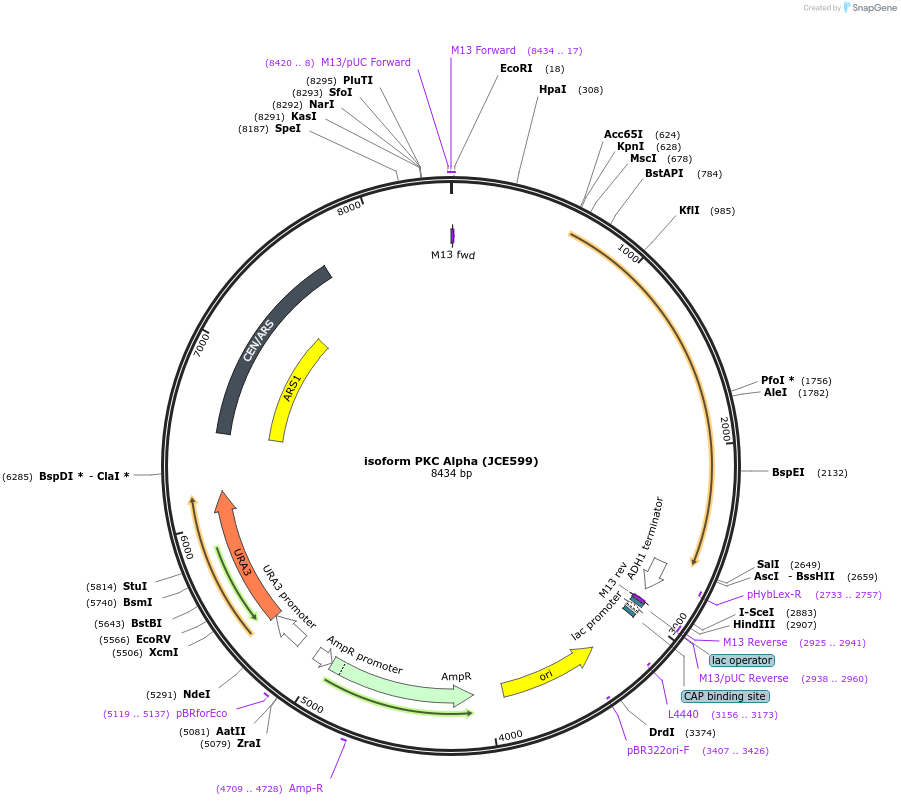 89779-plasmid-map-sequence-id-177899