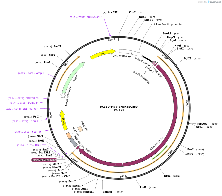 92116-plasmid-map-sequence-id-177904