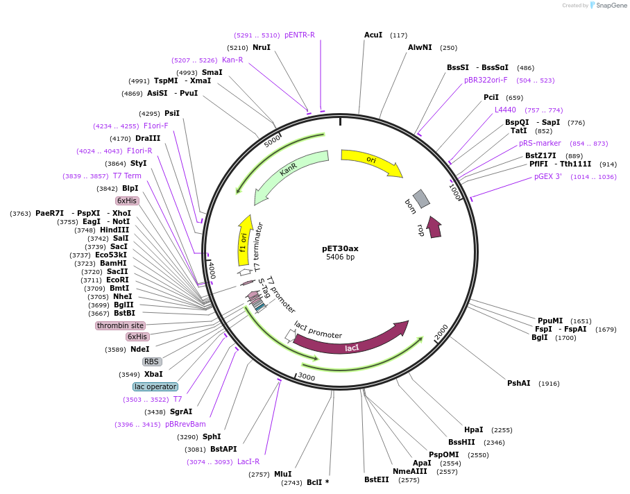 85761-plasmid-map-sequence-id-177908