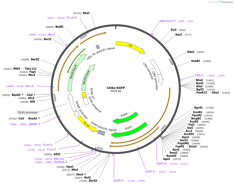 86051-plasmid-map-sequence-id-177912