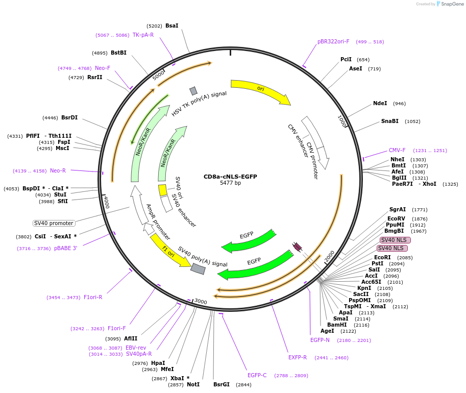 86052-plasmid-map-sequence-id-177916
