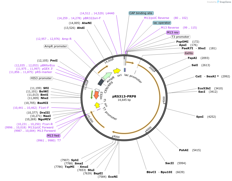 89966-plasmid-map-sequence-id-177917