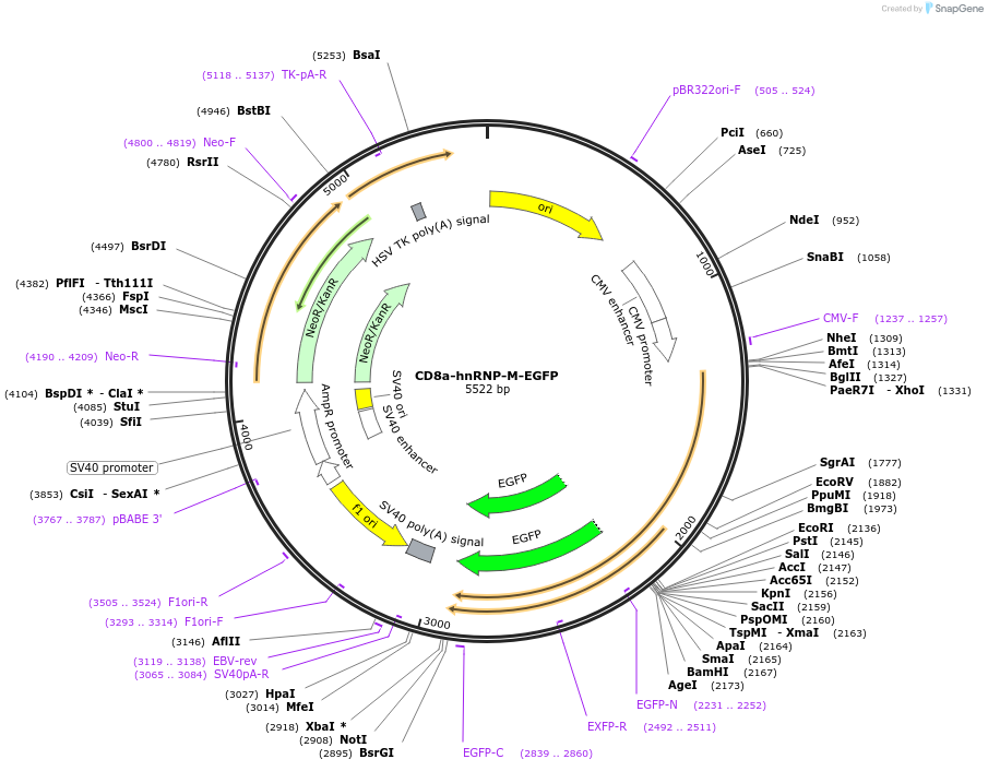 86054-plasmid-map-sequence-id-177920