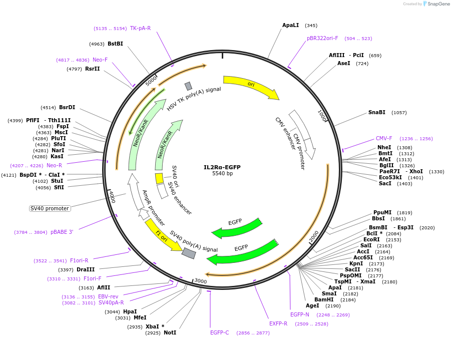 86055-plasmid-map-sequence-id-177921