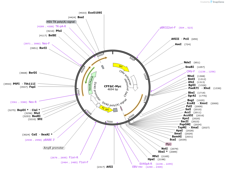 86060-plasmid-map-sequence-id-177929